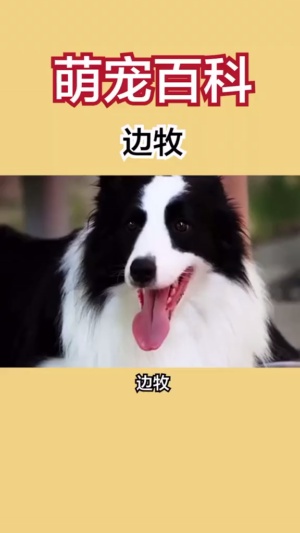 我养边牧不为别的，只想跟它学点东西，你是这样吗