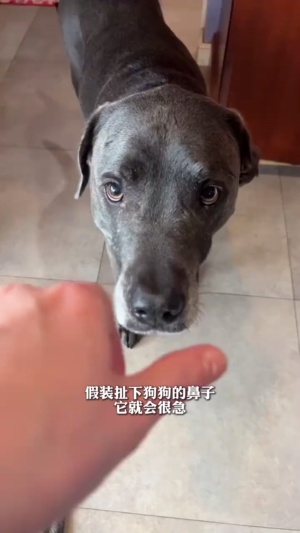 当着狗子的面前，把鼻子拿走#狗子的迷惑行为 #家有狗子