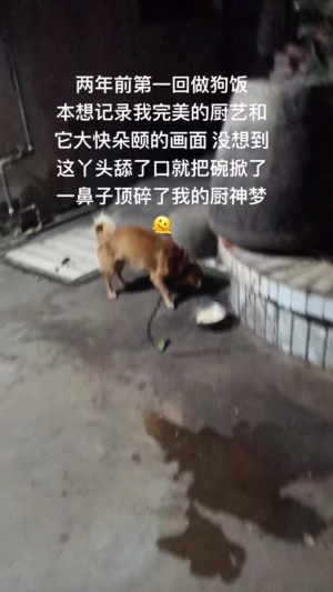 它说我煮的饭，会弄脏了它的碗，家人们谁懂啊！#狗子挑食 #狗子迷惑行为