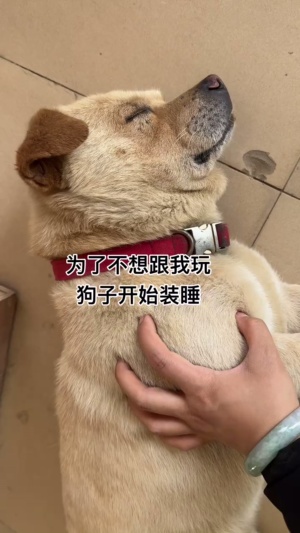 为了不和我玩，变成永远也叫不醒一只装睡的狗🐶#中华田园犬
