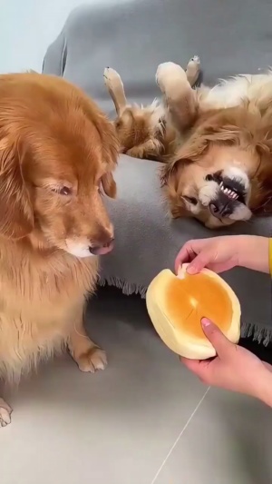 狗子搞笑生活聚集#家有狗子 #狗子搞笑视频