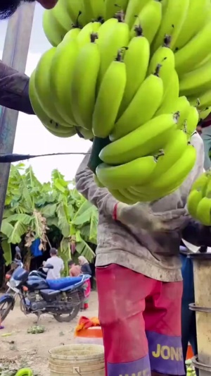 国外小伙子摘香蕉#摘香蕉