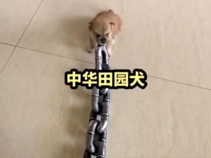 中华田园犬，呆萌可爱的小土狗 #中华田园犬幼崽 #可爱狗子