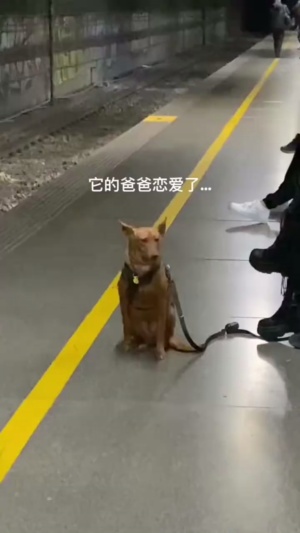 狗：公共场合，别啃了，我都尴尬成狗了 #接吻现场 #狗子懵逼了