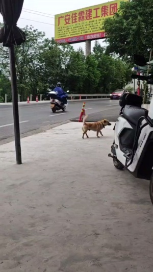 左脚画圈右脚踢，气势无需多言#精神小狗