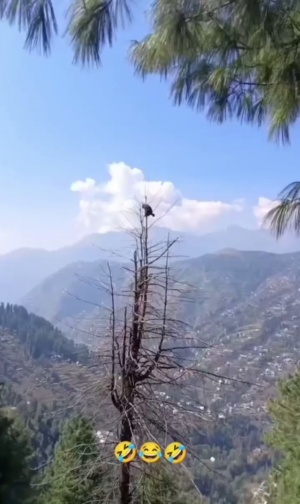 第一章：猴王出事#猴子成精了