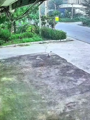 狗子：兄弟你没事吧！？捡回一条命，溜了溜了#狗子吓傻了 #监控下的一幕