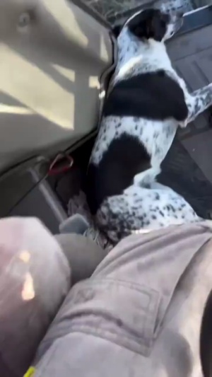 👀狗狗：日子怎么可能跟谁过都一样…… #萌宠狗子 #不养狗不知道养狗的乐趣