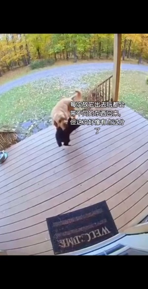 主人快出来，看看我给你带了什么回来#狗子 #黑熊