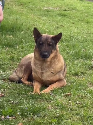 人类最忠诚可爱的狗狗#家有萌犬 #萌宠狗子