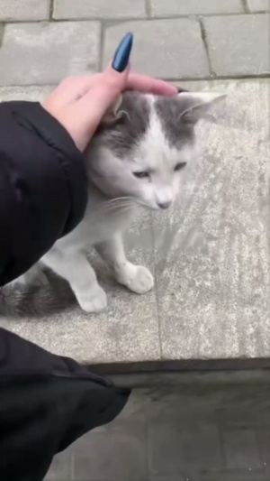 路边等车突然来了只猫求摸摸，摸着摸着我感觉它好像是懵逼了#猫咪疑惑 #搞笑表情