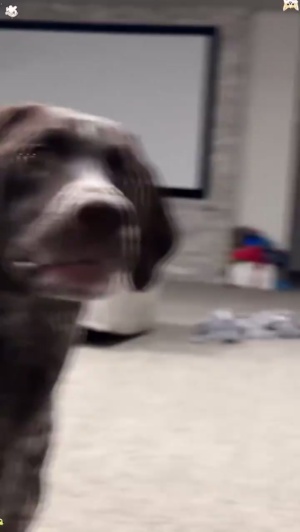 狗子：可恶的人类，居然当我狗面放屁！#家有萌犬 #狗子迷惑行为