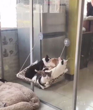 狸花猫看不下去，选择同归于尽。 #猫咪迷惑行为 #搞笑视频