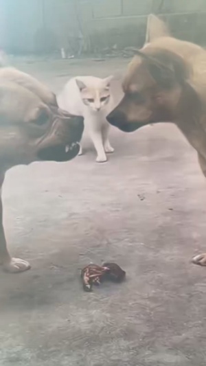 猫猫：那我就来个虎口夺食#沙雕日常 #脑袋瓜子嗡嗡的吧