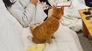 惊得我眼泪差点掉下来，他倒是若无其事的伸完懒腰又躺#猫咪迷惑行为