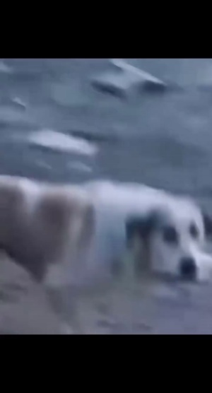 大家没有笑出声吧？#狗子迷惑行为