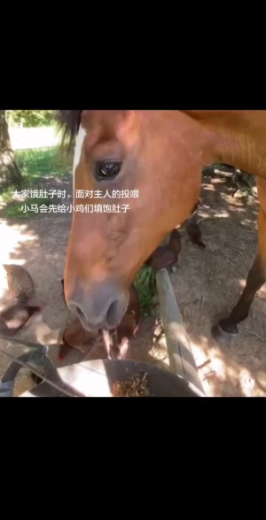 原来动物这么有爱心，一次暖心的举动，大家都吃饱饭啦#动物爱心 #善良举动