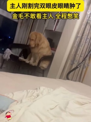 金毛看见刚割完双眼皮的主人，全程憋笑#搞笑金毛 #狗子迷惑行为