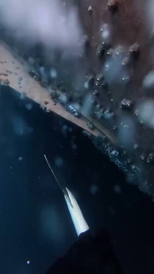 海底藤壶清理，遇到鲨鱼算工伤吗？#藤壶清理 #解压视频