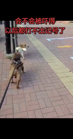 白狗：我的腿啊，跑快点！被吓得尿不出啦#狗子迷惑行为
