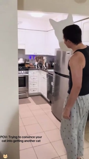 盘点不干人事的主人，把猫咪都吓坏了#猫咪萌宠
