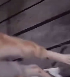 猫咪：搁在这儿拿我的尿写签名！#搞笑视频 #猫咪疑惑