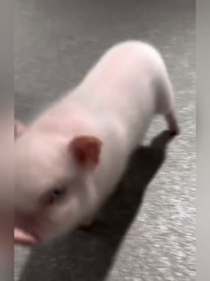 这是哪个小香猪，奶凶奶凶的…   #可爱小猪猪