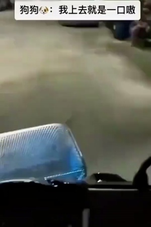 狗子这种行为  哈哈哈哈哈哈我要笑死了 #狗子的迷惑行为