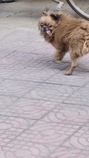 不好，这是甲亢狗，不要跟它对视#抽象 #狗子迷惑行为