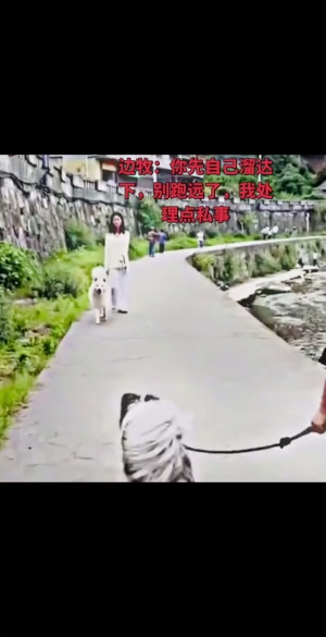 边牧：今天必须干它#边牧 #霸气侧漏