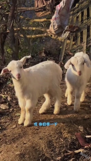 万物皆有灵性#动物可爱的样子