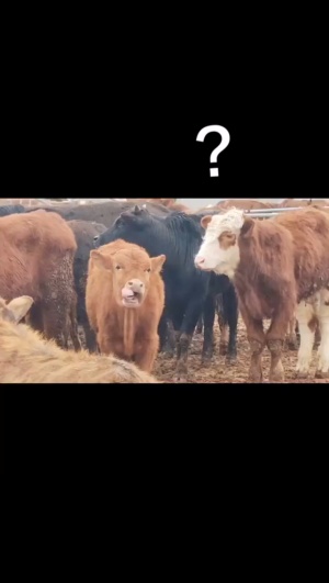 牛：略略略#牛牛 #动物迷惑行为
