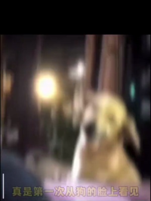 大黄谈恋爱，害羞了#狗子搞笑行为
